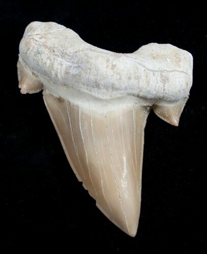 High Quality Otodus Fossil Shark Tooth #1743